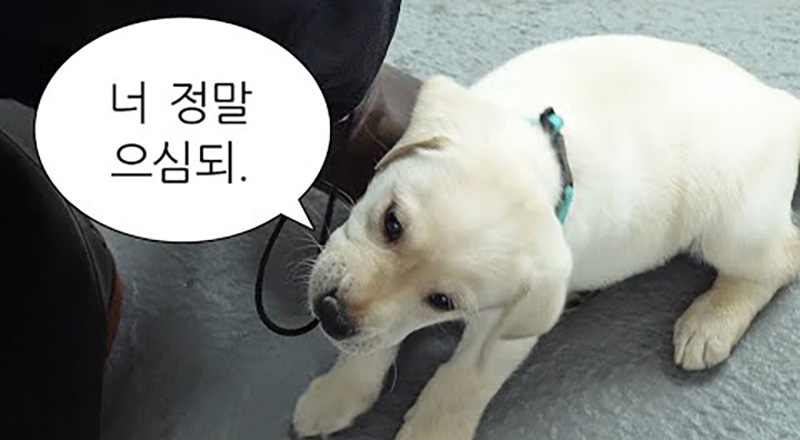 킁킁로그로 보는 MZ 소통법 : B급 바이브로 A급 브랜딩하기 9 킁킁로그 썸네일
