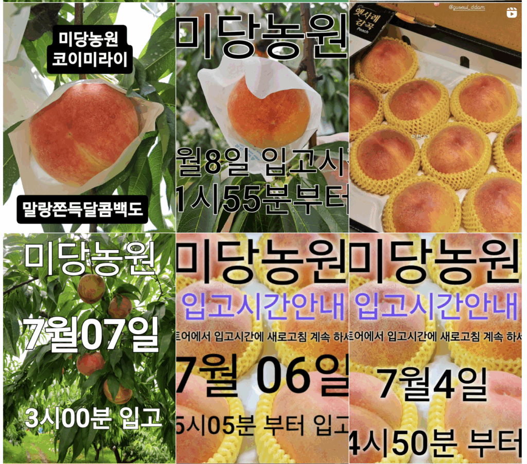 🍑지금은 '복켓팅' 신드롬 중! 복숭아로 팝업스토어, 어떻게 할까? 11 온브릭스 복켓팅 팝업스토어011