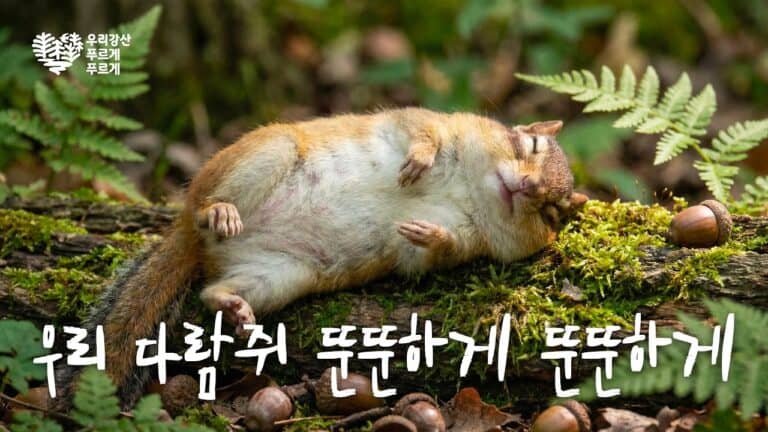 유한킴벌리가 귀여운 다람쥐와 곰팅이에게 42년 캠페인을 설명하게 한 이유