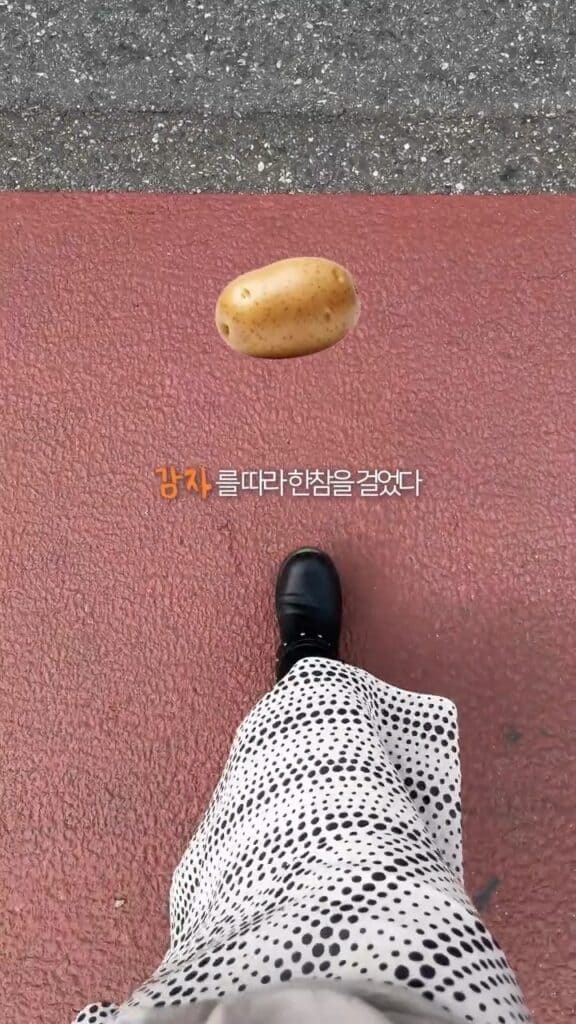 konjac 2