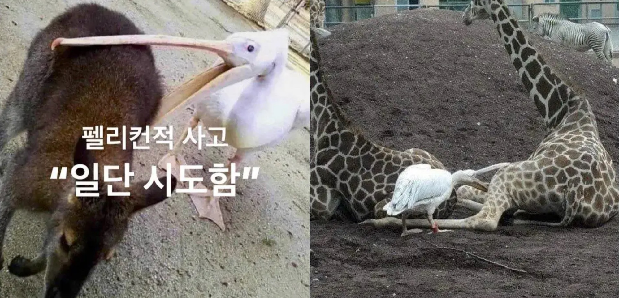 Z세대